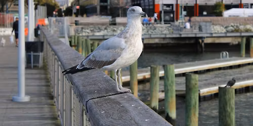 Winter Waterfowl Walk