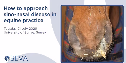 How to approach sino-nasal disease in equine practice