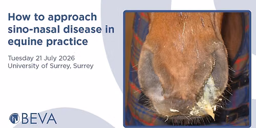 How to approach sino-nasal disease in equine practice