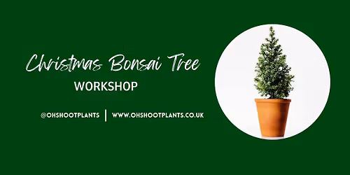 Christmas Bonsai Tree Workshop - Come and style a pine tree into a bonsai and decorate!