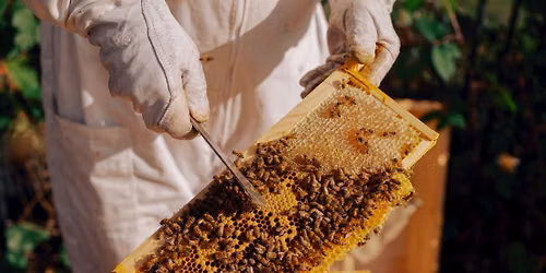 Bee Club at The Wash House Garden