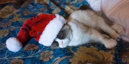 DragonMarsh Closed Christmas Day