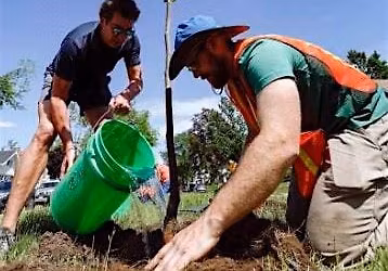 Tree Planting
