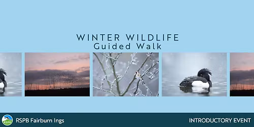 Winter Wildlife Walk- RSPB Fairburn Ings