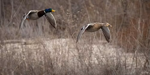 Beginner Bird Walk: Bethine Church River Trail