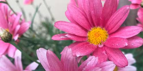 6th Sense Rhythms July: In Bloom
