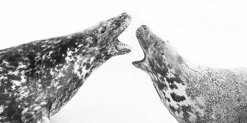 A wildlife photographer's year - Paul Alastair Collins