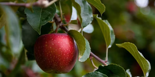 Apple Fest