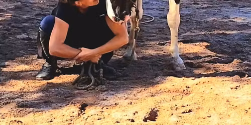 Stage poulains - jeunes chevaux : de l'Education \u00e0 l'Equitation