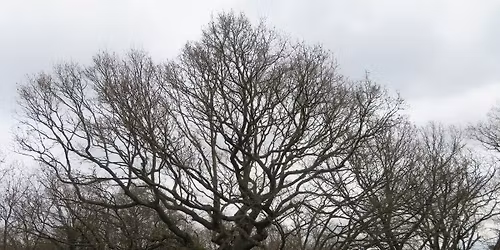 Connecting The Trees, a call to arms