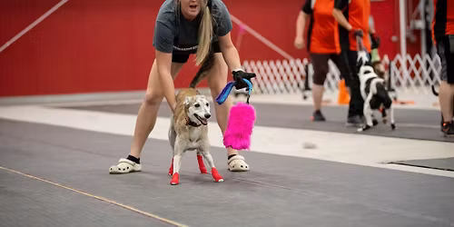 Open Flyball Practice (December 14)
