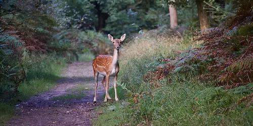 Wildlife Safari