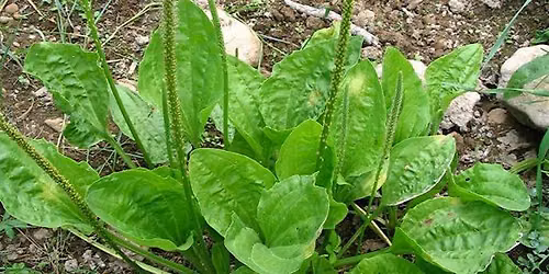 Plantain Plant Initiation