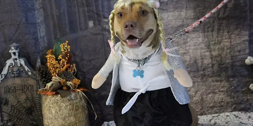 Halloween Pawty