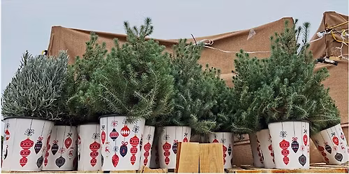 Mini Tree Decorating Party!