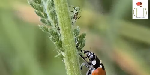 Conf\u00e9rence : d\u00e9couverte des insectes