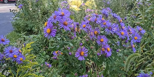 NJ Audubon: Easy Native Plant Propagation Workshop