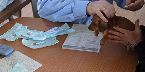 Free Microchipping Day for Dogs and Cats