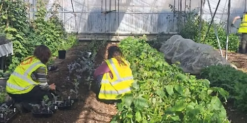 Nature-friendly food growing: Companion planting, natural fertilisers and natural pest control!