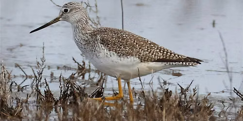 Birding Point Pinole: Shorebirds in the Shade