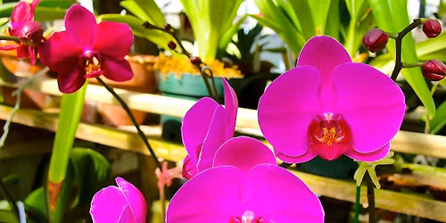 The Basics of Orchid Care & Maintenance