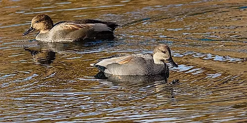 Fall Bird Photography In Kathryn Albertson Park