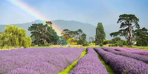 Pick your own Lavender - 20 December 2025