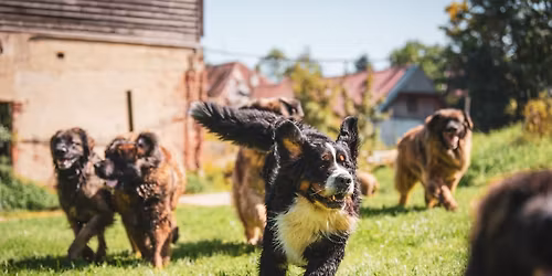 Charitativn\u00ed den pro pejsky Kdy\u017e pes pom\u00e1h\u00e1 \u017e\u00edt.