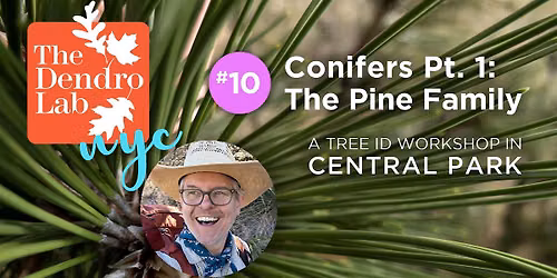 Conifers Identification, Part 1, in Central Park w\/Carey Russell