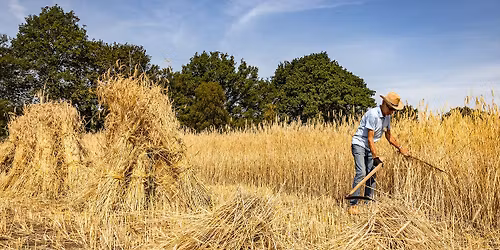 Oogstweek (alleen bij goed weer)