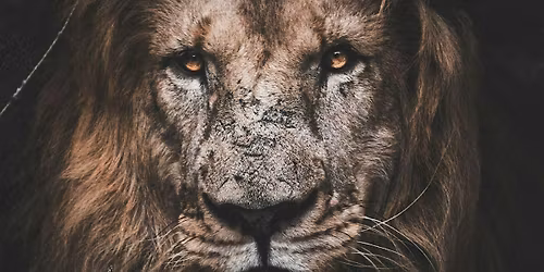 MEETING YOUR ANIMAL GUIDE \u2013 A GUIDED MEDITATION TO FIND YOUR POWER ANIMAL