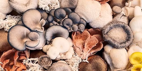 The Magic of Mushrooms