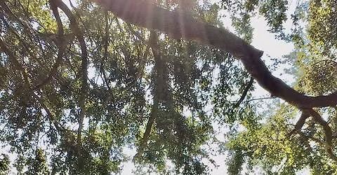 Lake Formosa Cleanup