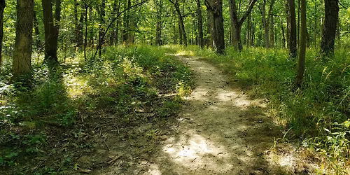 Awe-Full Walk in the Woods