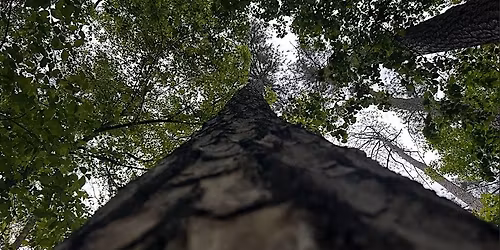Trees of the Preserve