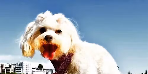 Pet  Portraits at  Lake Merritt : Morning Light Session