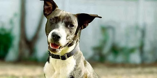 Furever After Rescue Book Club