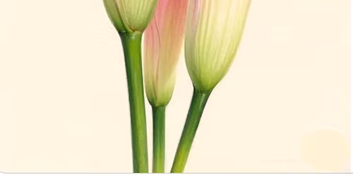 Beginners Watercolor Workshop: CALLA LILIES!