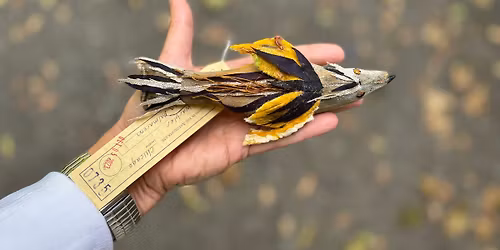 Craft for Conservation: Bird Collisions in the Anthropocene