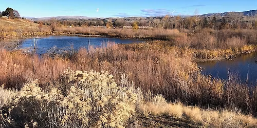 Black Friday Birding at Hyatt Hidden Lakes Reserve