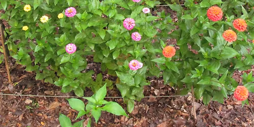 Transforming Your Lawn with Ivan Chester