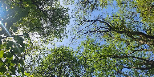 Forest Bathing (mindfulness in nature) in Endcliffe Park woods
