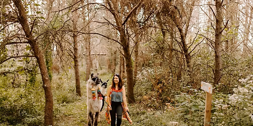 Hike with Llamas-Public Group Hikes ages 10+ Reservation in Advance Required