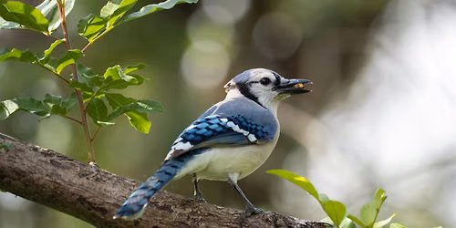 Creating a Backyard Bird Sanctuary: Attract Wildlife to Your Yard