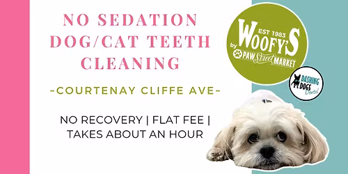 Dog\/Cat Teeth Cleaning - Courtenay Cliffe ave