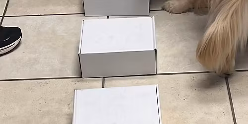 Intro to AKC Scent Work 