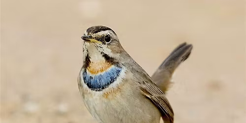 How the birds came to Cley