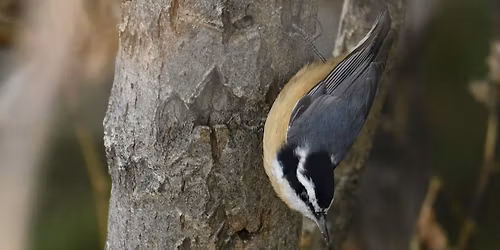 Pause, Look & Listen: Idaho Shakespeare Festival Grounds