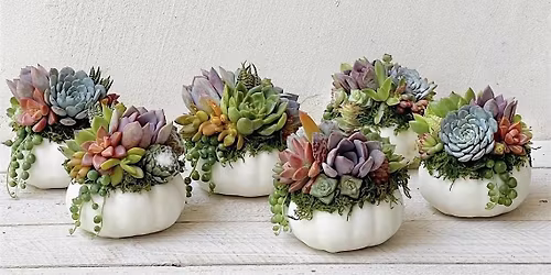Succulent Pumpkin Arrangement