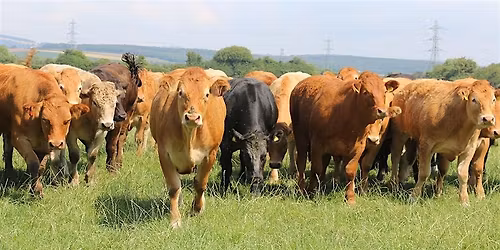 Imagining the Future of Livestock Food and Farming in the Gwent Levels